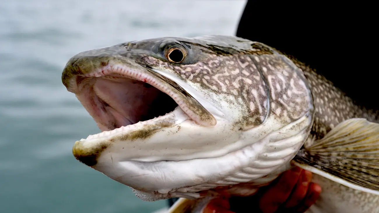 How to catch big lake trout in shallow water